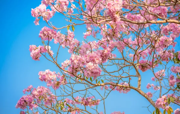 Flowers, branches, spring, pink, flowering, pink, blossom, flowers