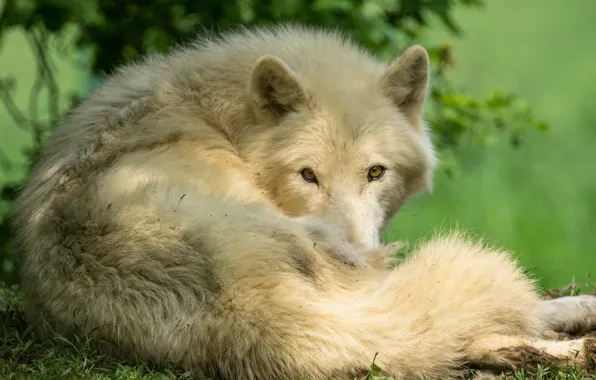 White, look, face, wolf, lies, Arctic, polar