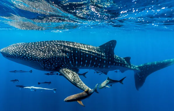 Picture under water, Western Australia, Western Australia, Whale shark, The whale shark, Ningaloo Reef, Ningaloo Reef