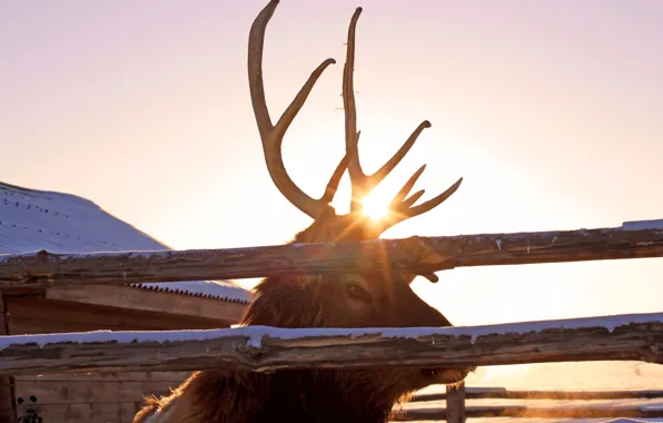 Picture animal, deer, horns, maral, Pyatkov_Denis