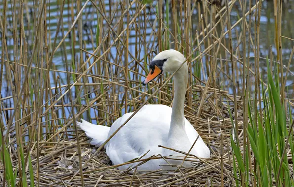 Grass, bird, socket, profile, Swan
