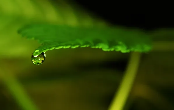 Picture greens, water, macro, sheet, background, transparent, drop