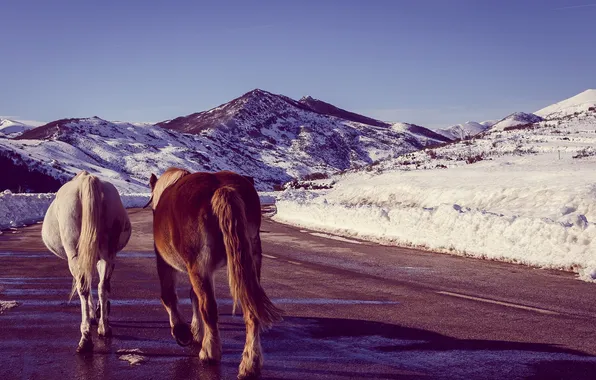 Winter, road, the sky, snow, mountains, shadow, horse, Sunny