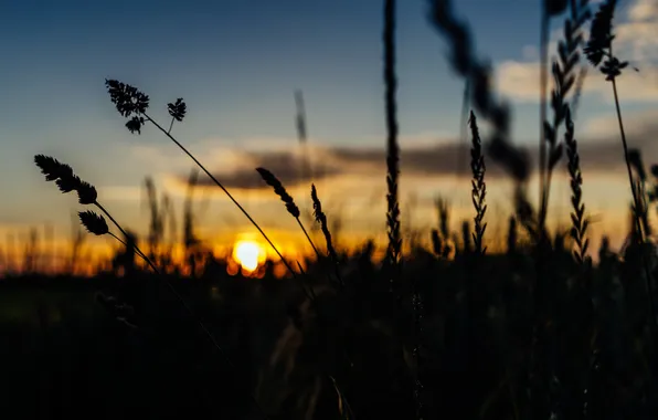 Picture the sky, grass, clouds, sunset, stems, the bushes