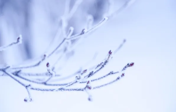 Winter, frost, nature, kidney, twigs