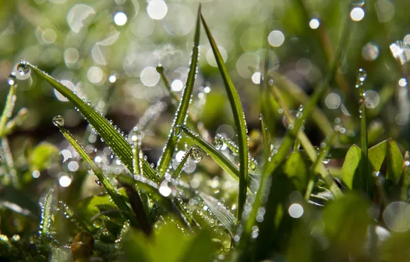 Picture GRASS, ROSA, WATER, DROPS, GREEN