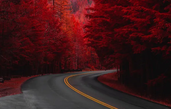 Road, autumn, forest, the crimson