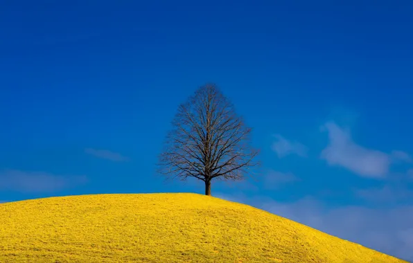 Nature, blue, yellow