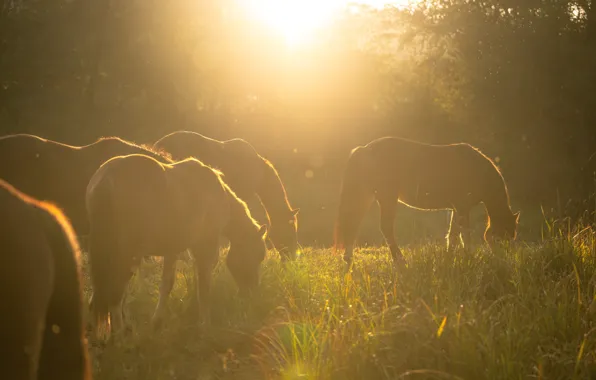 Forest, summer, grass, the sun, rays, light, fog, dawn