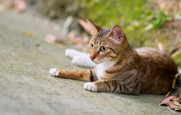 Road, cat, cat, look, face, nature, pose, lies