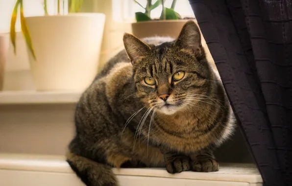 Cat, cat, look, grey, window, pot, sill, curtains