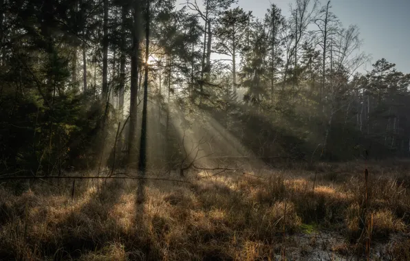Forest, light, nature