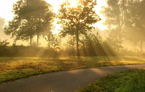 Road, summer, the sun, rays