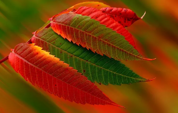 Autumn, leaves, macro, foliage