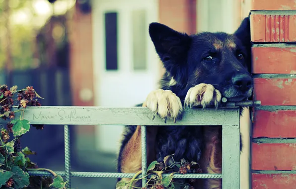 Picture the fence, fence, claws, German shepherd