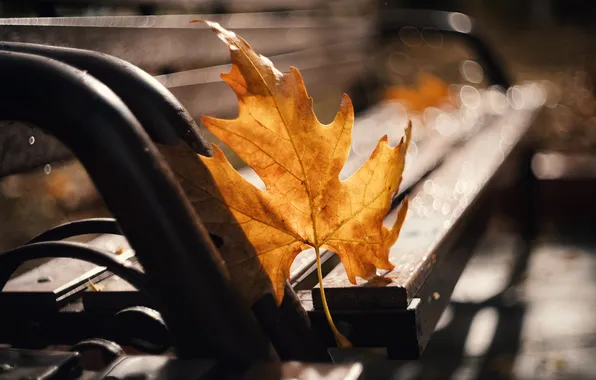 Autumn, macro, light, bench, yellow, shop, maple leaf, bokeh
