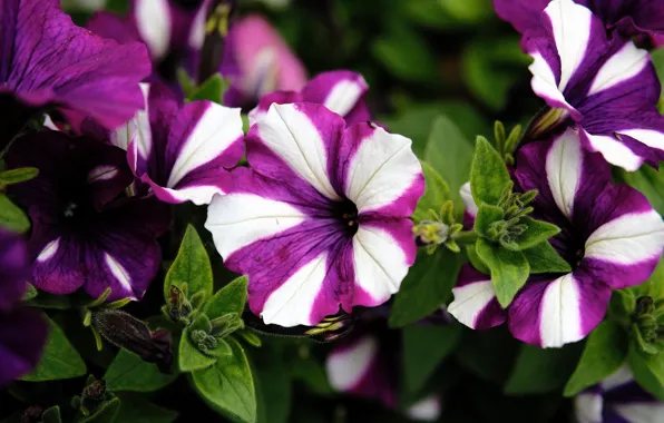 Macro, Petunia, motley