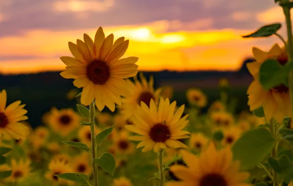 Field, sunflowers, sunset