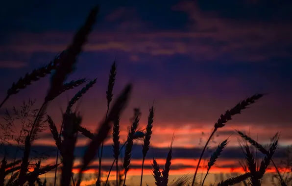 Sunset, Nature, The evening, Plant, Dawn, Plants, Wheat, Tree