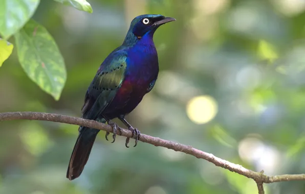 Picture forest, leaves, branches, bird, wildlife, skvortsovo