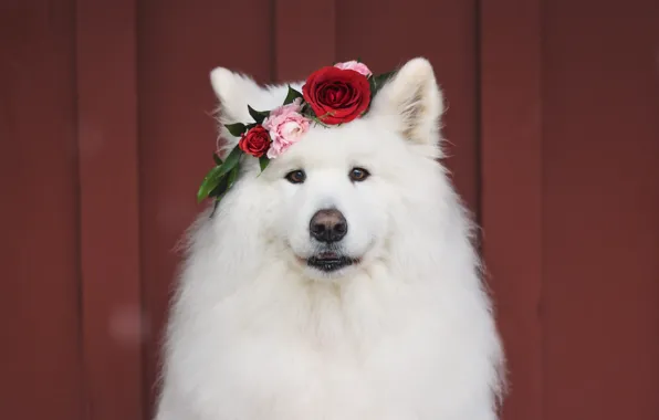 Look, pose, dog, white, face, Samoyed
