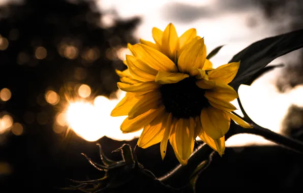 Sunset, Autumn, Macro, Garden, Sunflower