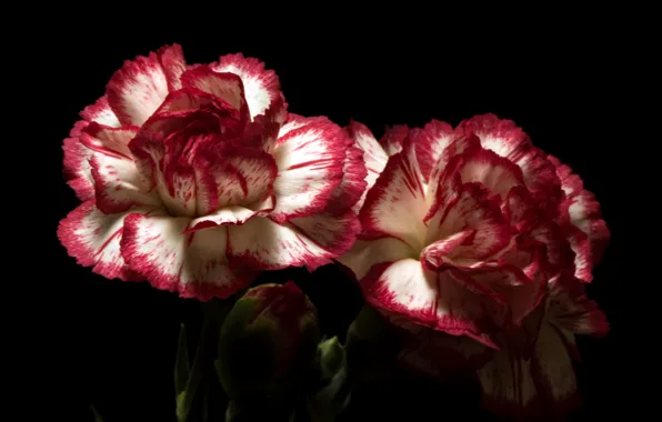 Flowers, background, clove