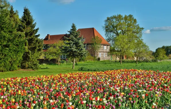 Field, house, spring, Tulips, field, tulips, spring