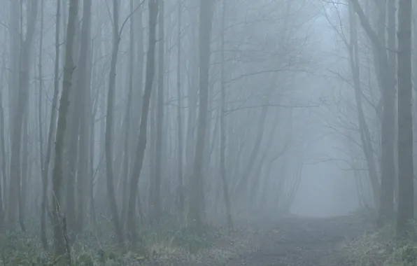 Picture winter, forest, trees, fog, path