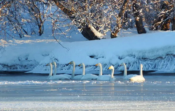 Winter, trees, landscape, branches, nature, lake, pond, bird