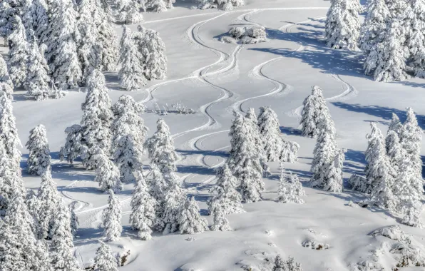 Trees, Landscape, Nature, Snow, Winter