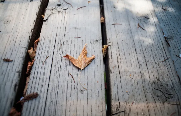 Autumn, leaf, dry