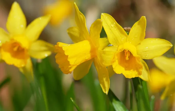 Drops, macro, flowers, spring, yellow, daffodils
