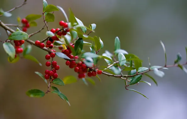 Picture leaves, macro, nature, berries, foliage, branch, branch, Canon EOS-1D Mark III