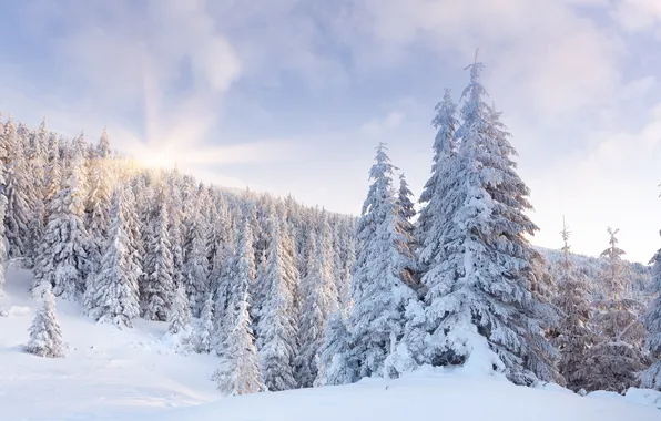 Picture winter, forest, the sun, snow, dawn, tree, hills
