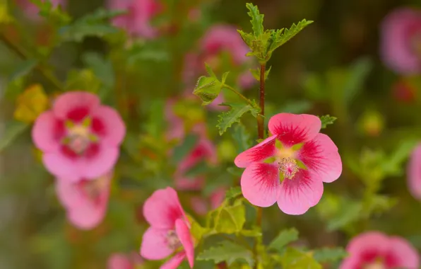 Background, mallow, mallow