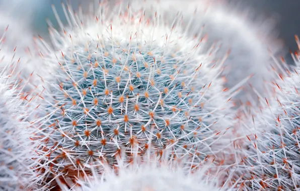 Fluffy, barb, cacti
