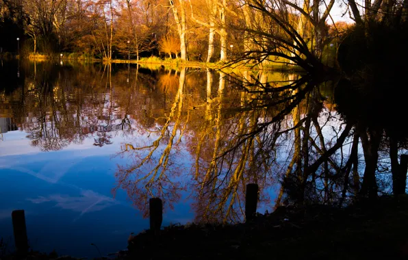 Winter, Water, Park, Stuttgart, Lake, Trees, Pond, Reflection