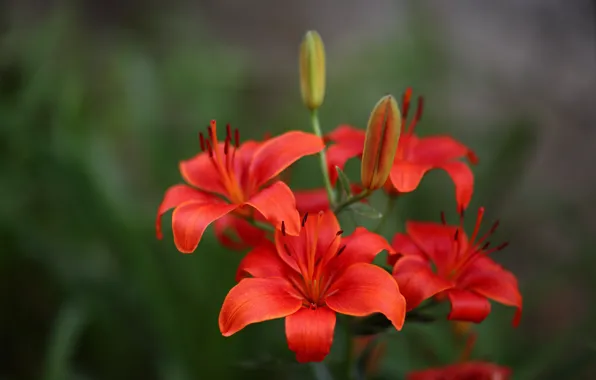Macro, background, Lily, petals, buds, scarlet