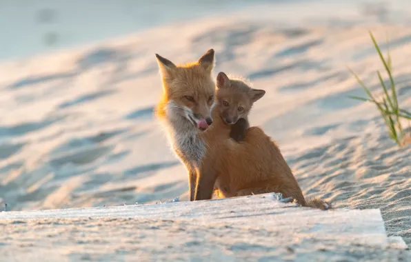 Sand, language, nature, pose, baby, Fox, Fox, face