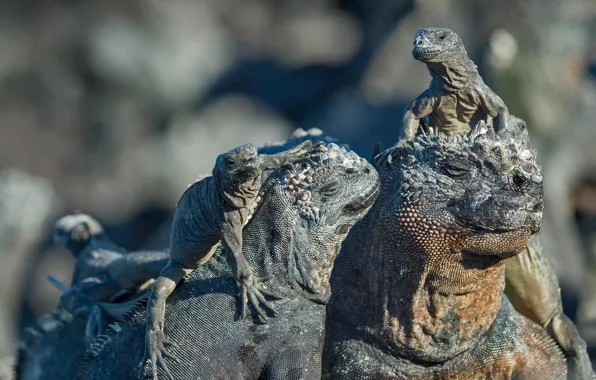 Ecuador, reptile, The Galapagos Islands, marine iguana