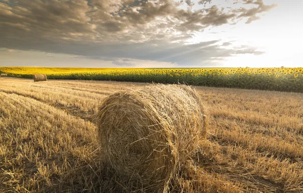 Field, summer, the sky, clouds, sunflowers, hay, bales, straw