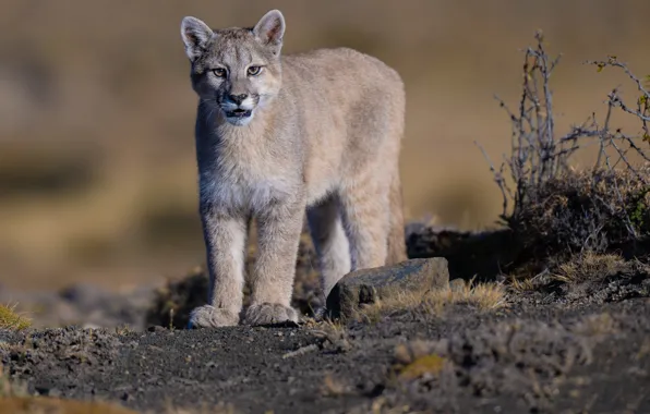 Puma, wild cat, mountain lion, Cougar