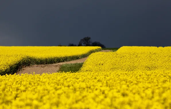 The sky, clouds, rape, rapeseed field