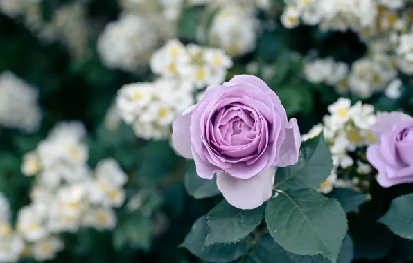Leaves, flowers, rose, roses, garden, white, lilac, bokeh
