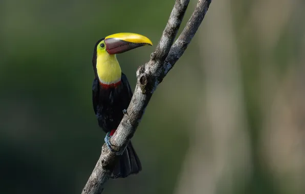Background, bird, branch, Toucan