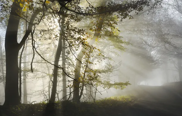 Road, forest, light, morning