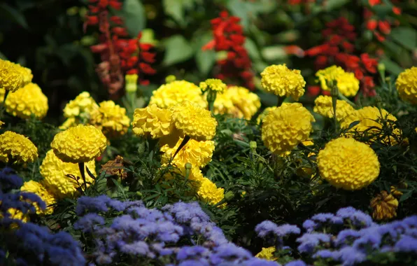 Picture flowers, yellow, red