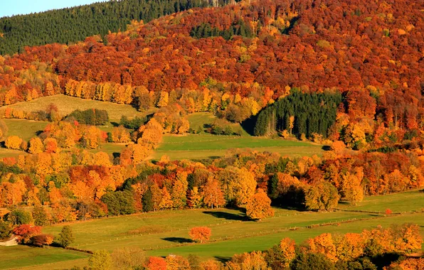 Autumn, forest, trees, mountains, slope