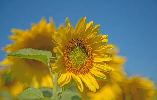 Picture field, the sky, leaves, sunflower, petals